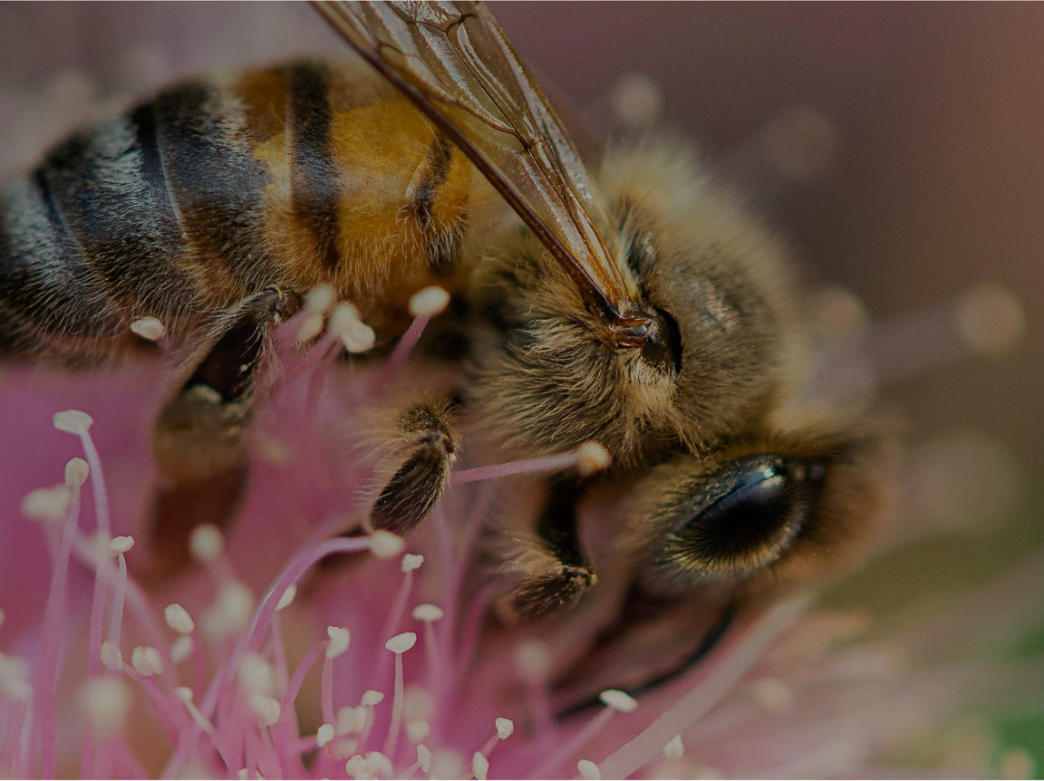 Bees Are Pretty Amazing..